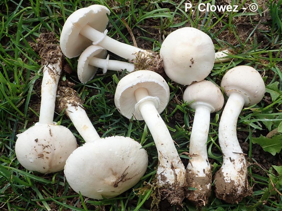 Leucoagaricus leucothites