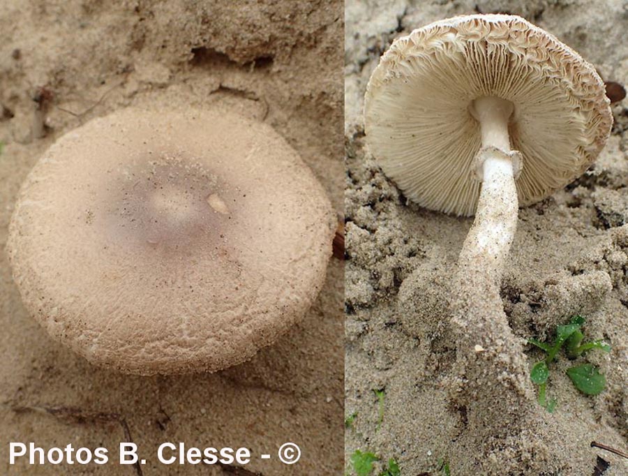 Leucoagaricus littoralis