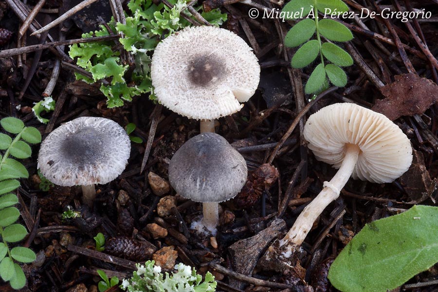 Leucoagaricus melanotrichus