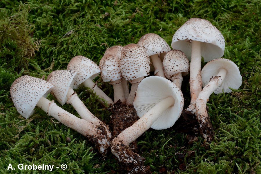 Leucoagaricus meleagris