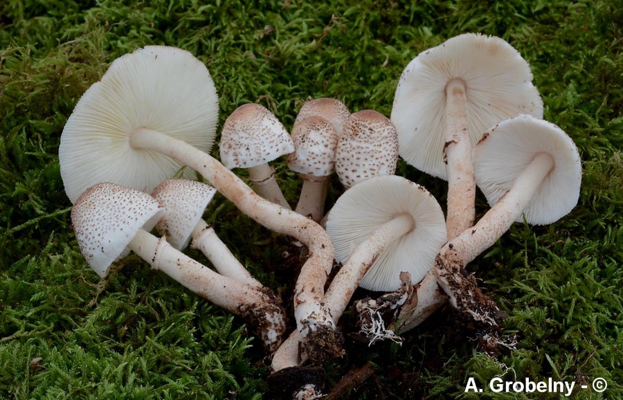 Leucoagaricus meleagris