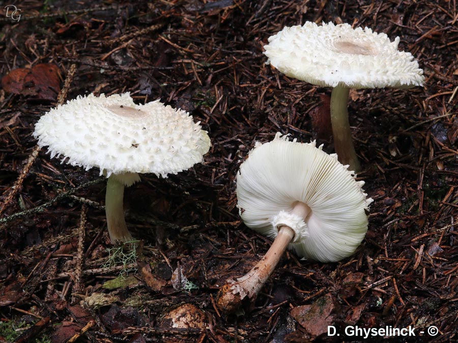 Leucoagaricus nympharum