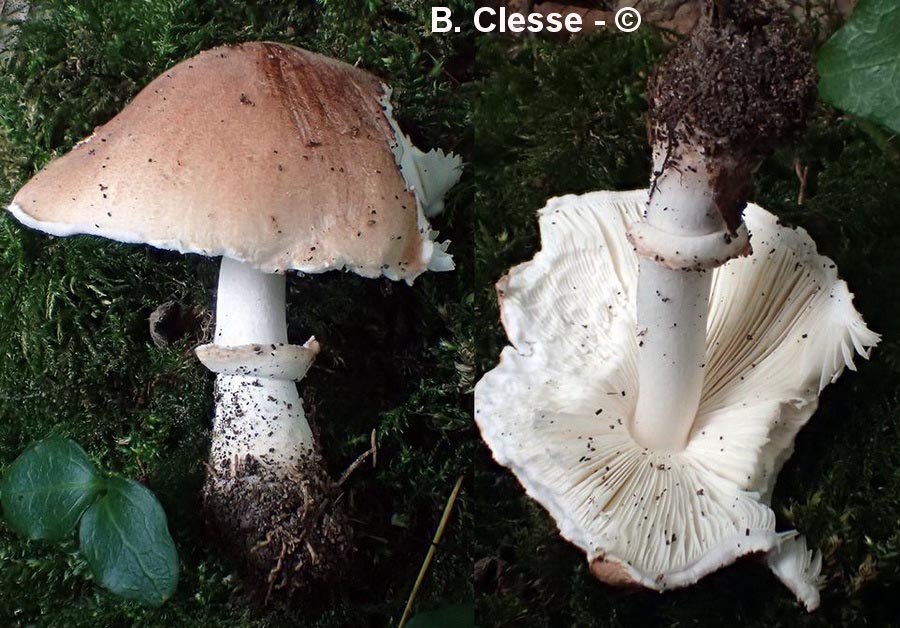 Leucoagaricus pilatianus