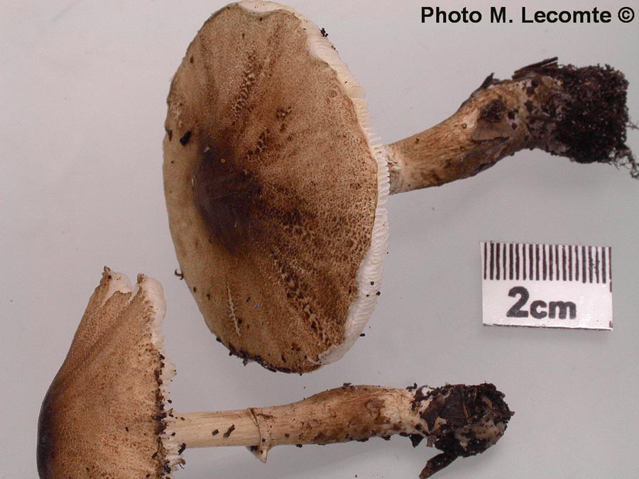 Leucoagaricus pilatianus