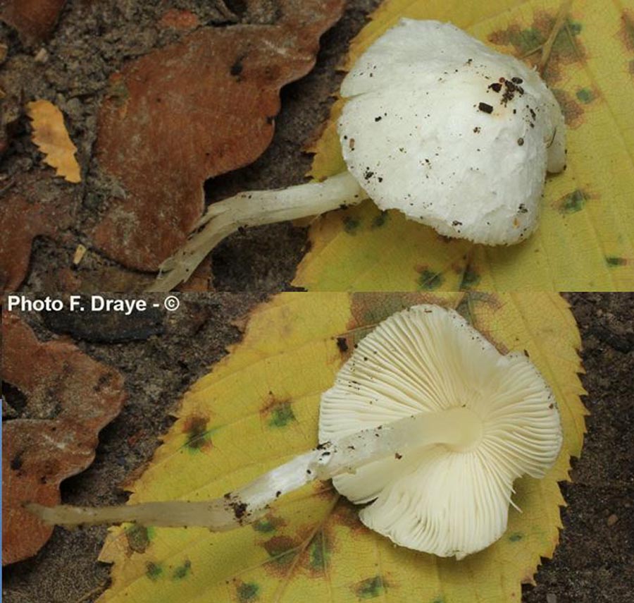 Leucoagaricus serenus