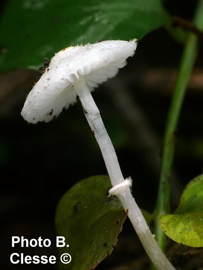 Leucoagaricus sericifer