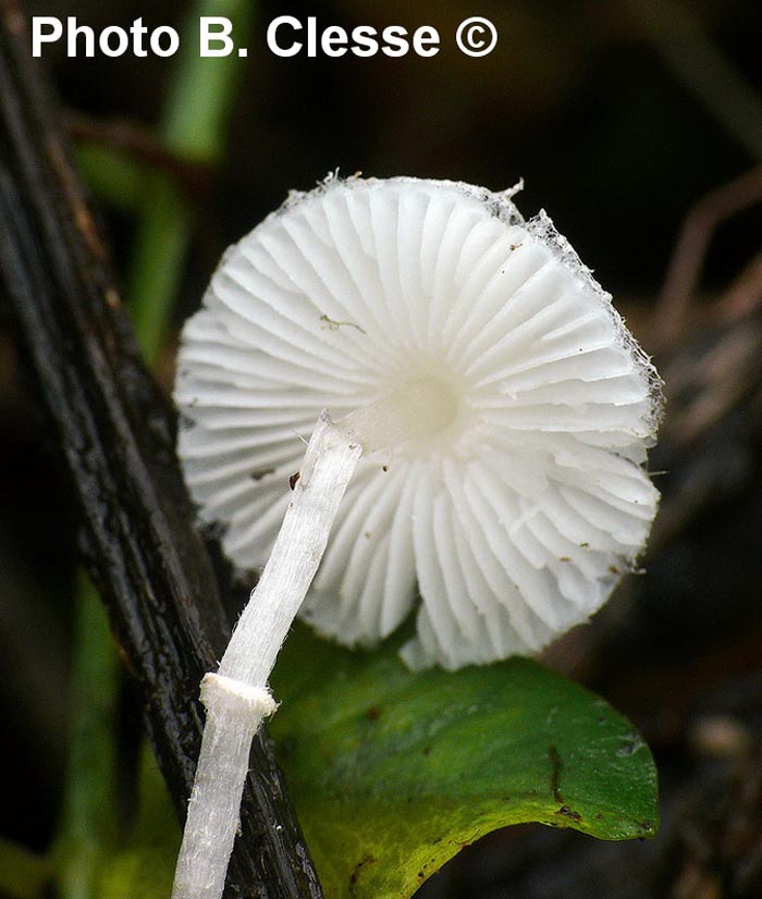 Leucoagaricus sericifer