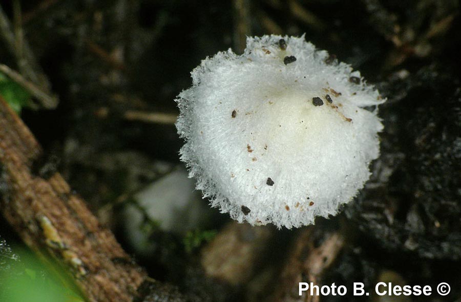 Leucoagaricus sericifer