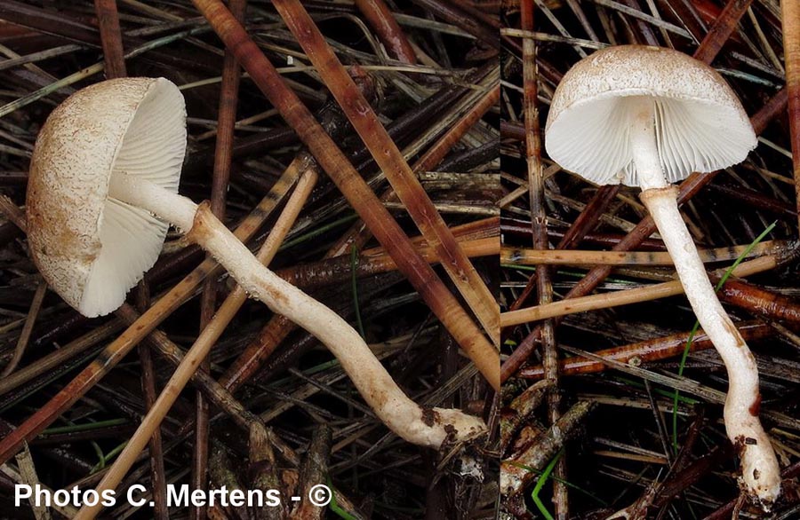 Leucoagaricus tener