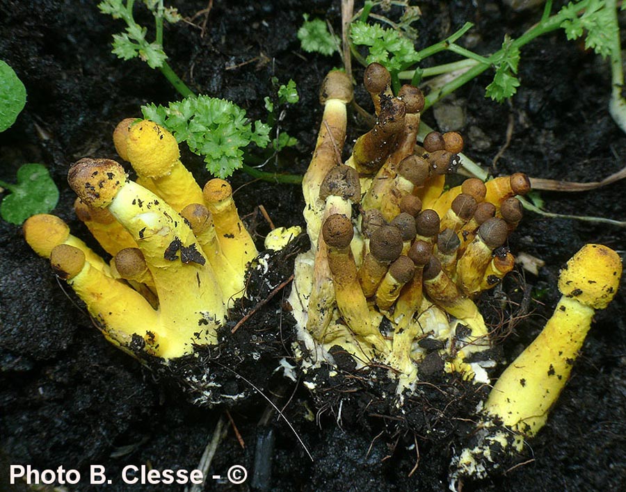 Leucocoprinus birnbaumii