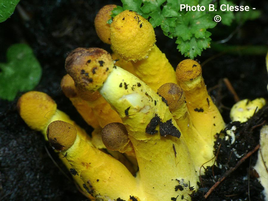 Leucocoprinus birnbaumii