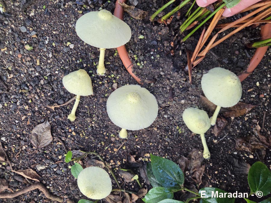 Leucocoprinus birnbaumii