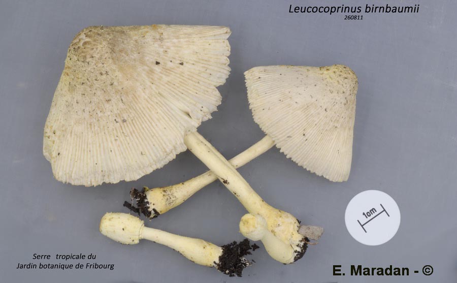 Leucocoprinus birnbaumii