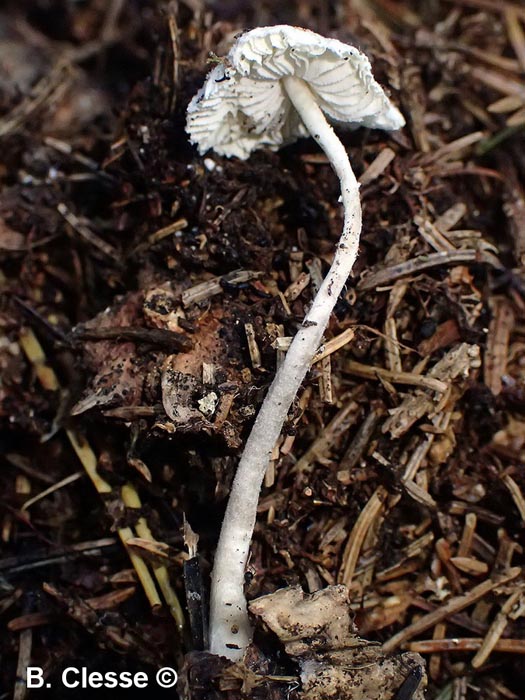 Leucocoprinus brebissonii