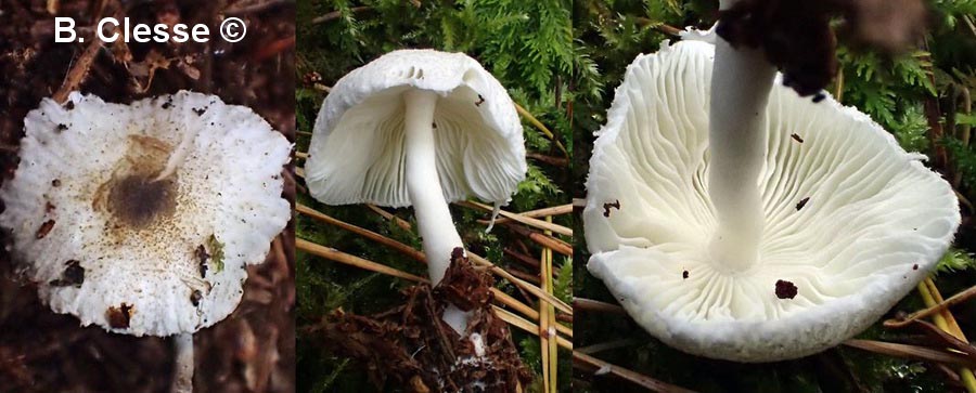 Leucocoprinus brebissonii