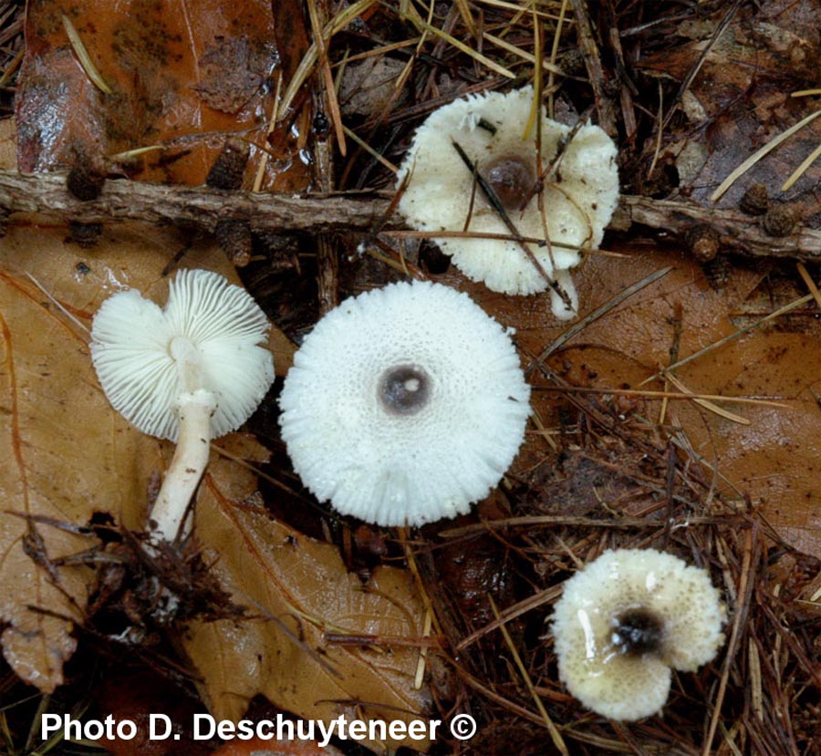 Leucocoprinus brebissonii