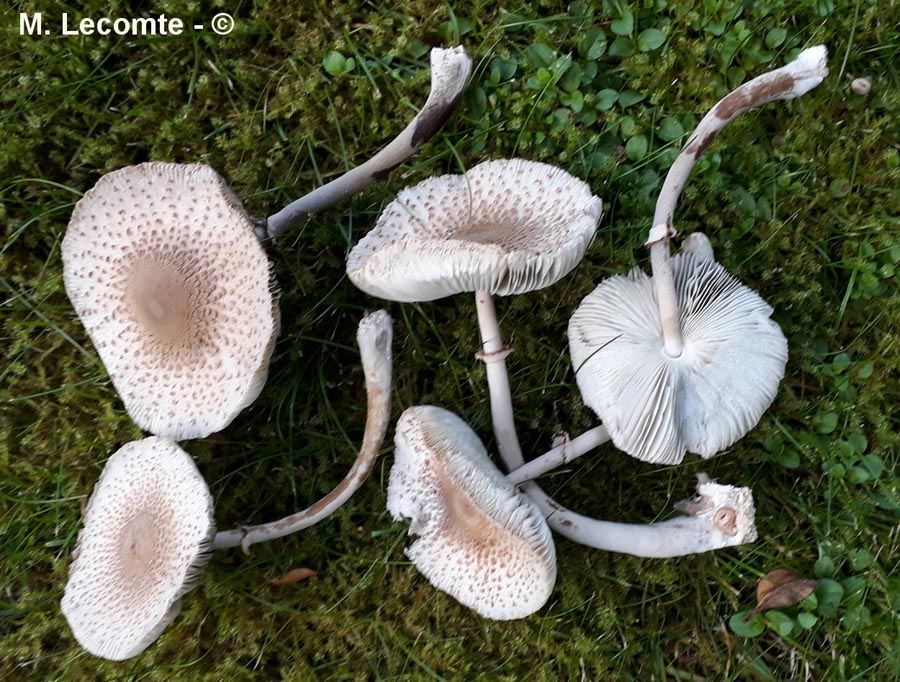 Leucocoprinus cepistipes f. macrosporus