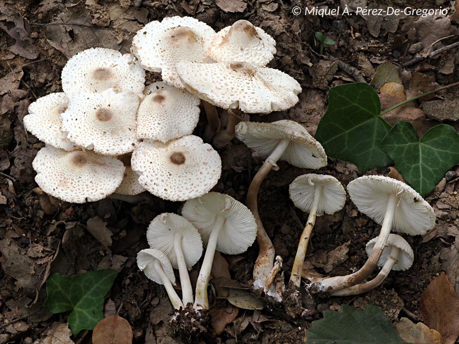 Leucocoprinus cepistipes