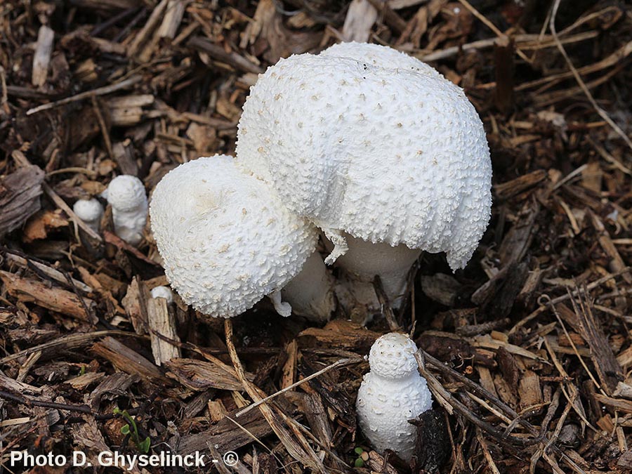 Leucocoprinus cretaceus