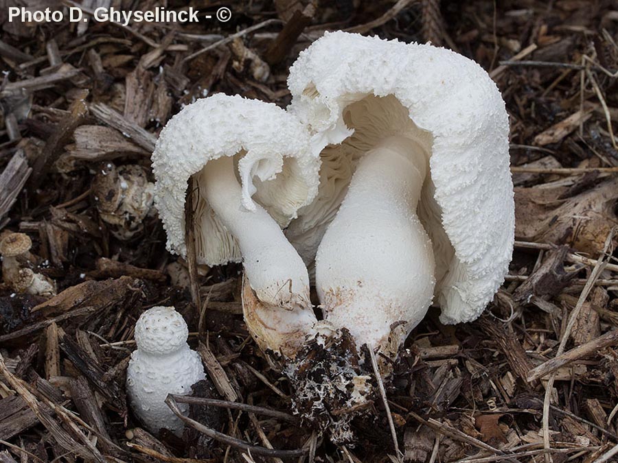 Leucocoprinus cretaceus