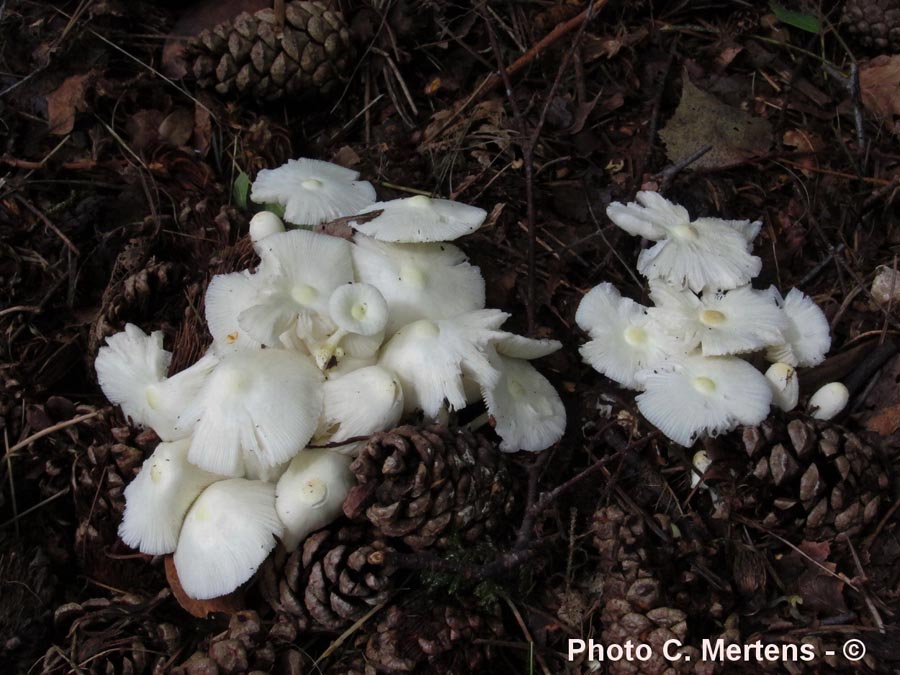 Leucocoprinus medioflavus