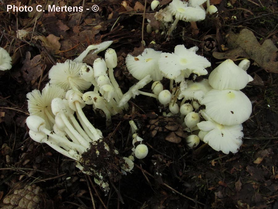 Leucocoprinus medioflavus