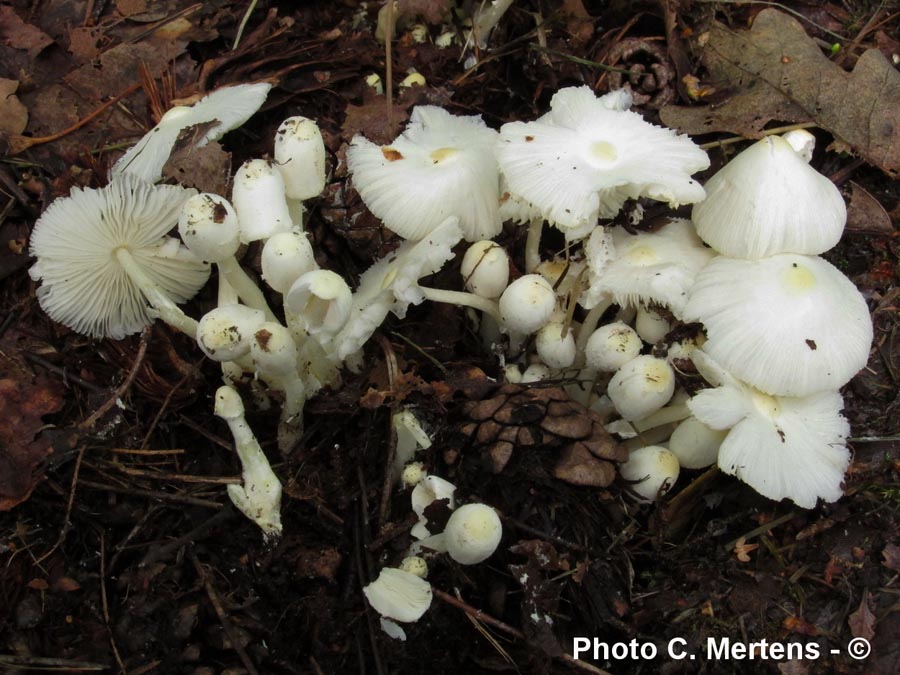 Leucocoprinus medioflavus