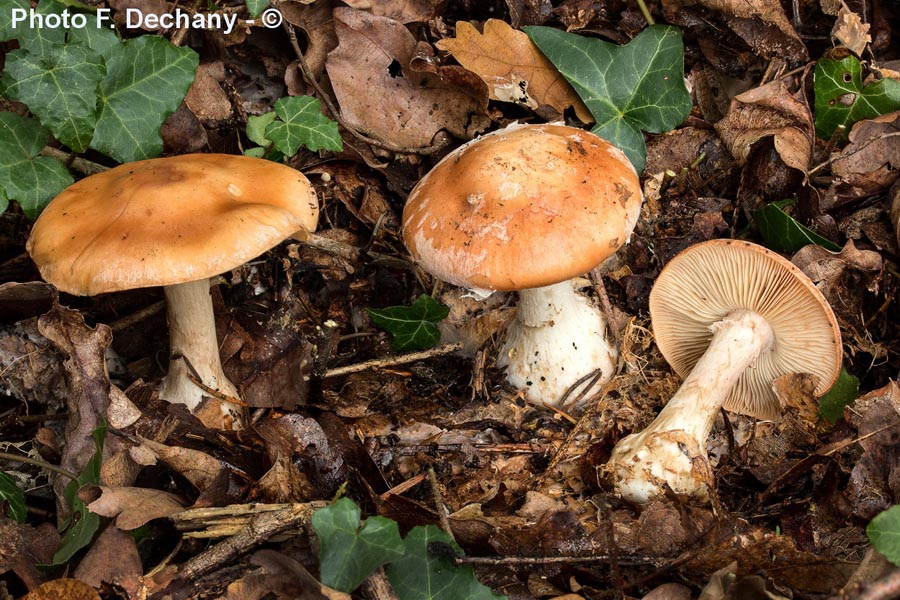 Leucocortinarius bulbiger