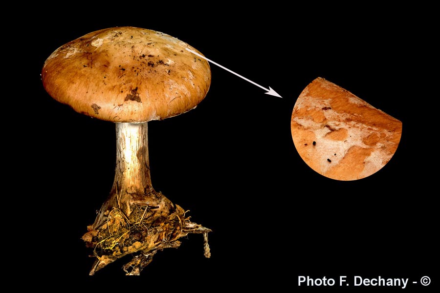 Leucocortinarius bulbiger