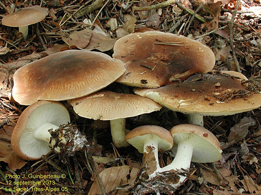 Leucopaxillus amarus (Leucopaxillus gentianeus)