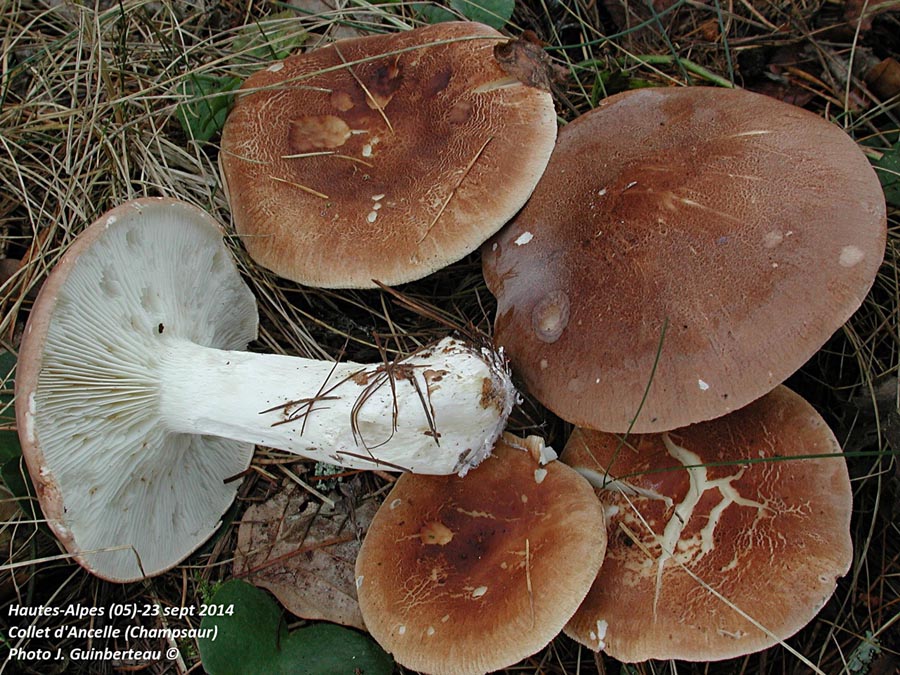 Leucopaxillus amarus (Leucopaxillus gentianeus)