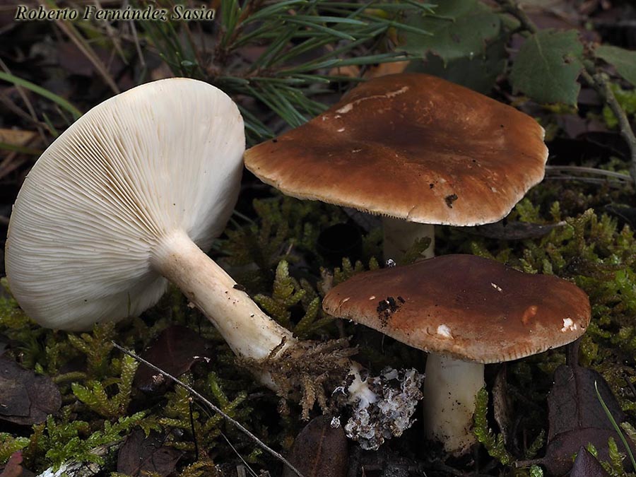 Leucopaxillus amarus (Leucopaxillus gentianeus)