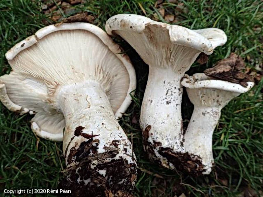 Leucopaxillus candidus