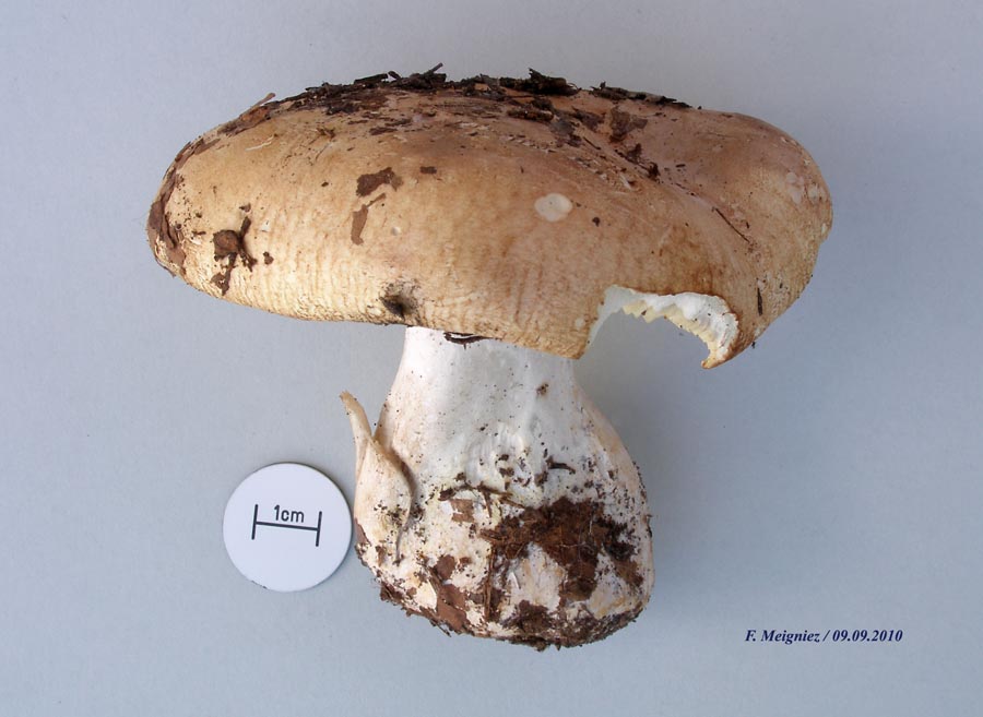 Leucopaxillus compactus