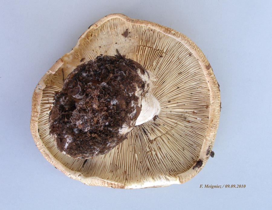 Leucopaxillus compactus