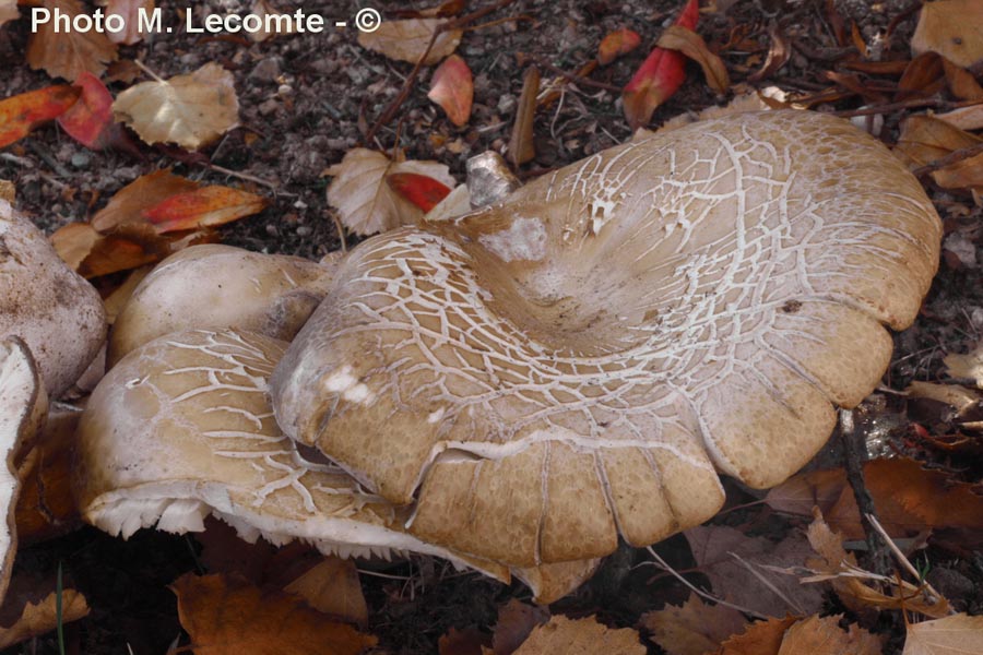 Leucopaxillus cutefractus