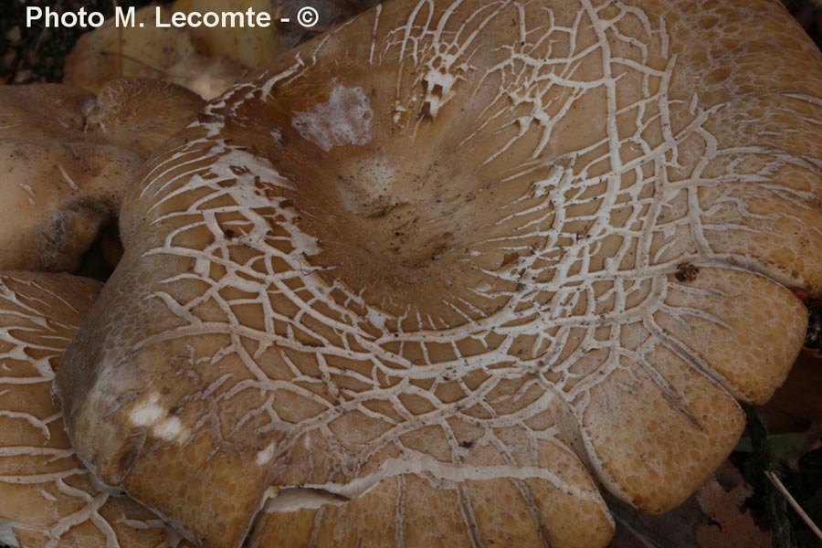 Leucopaxillus cutefractum