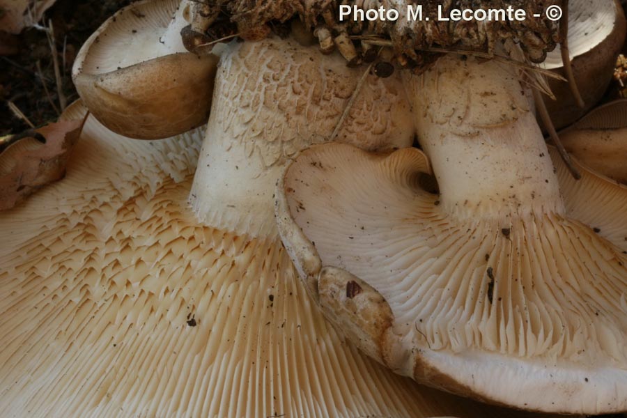 Leucopaxillus cutefractum