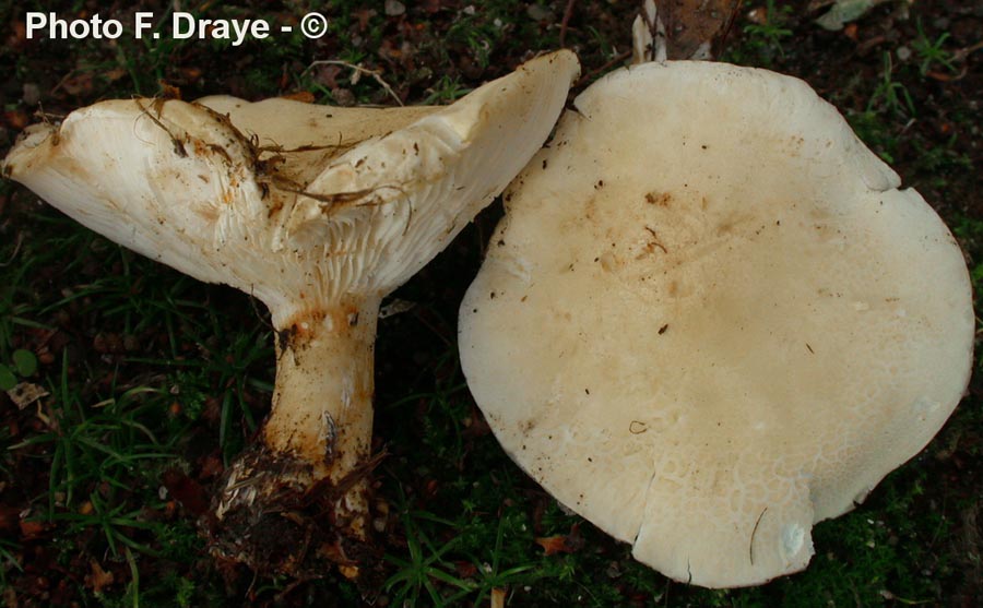 Leucopaxillus cutefractus