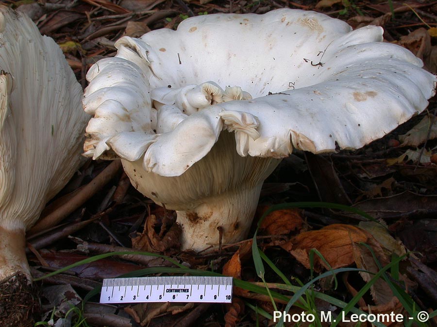 Leucopaxillus giganteus