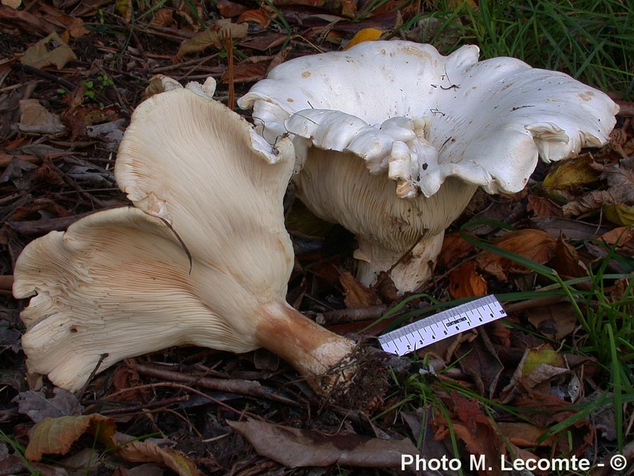 Leucopaxillus giganteus