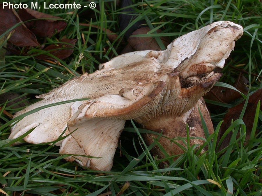 Leucopaxillus giganteus