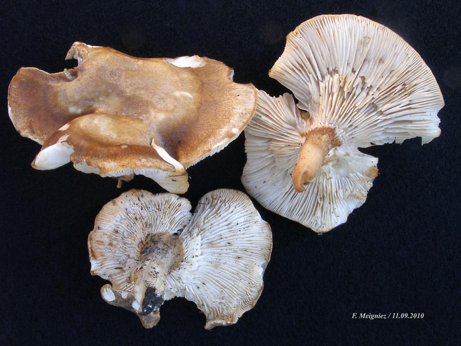 Leucopaxillus mirabilis