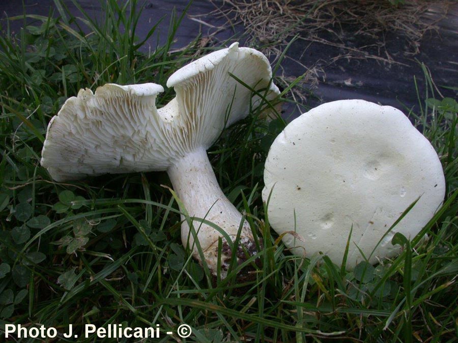 Leucopaxillus paradoxus