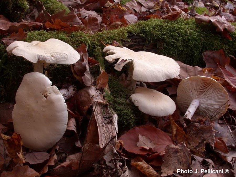 Leucopaxillus paradoxus