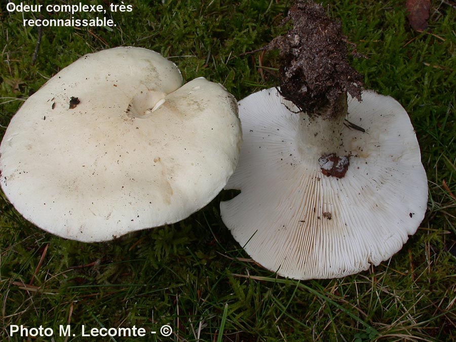 Leucopaxillus paradoxus