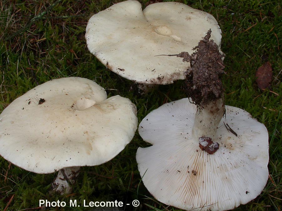 Leucopaxillus paradoxus