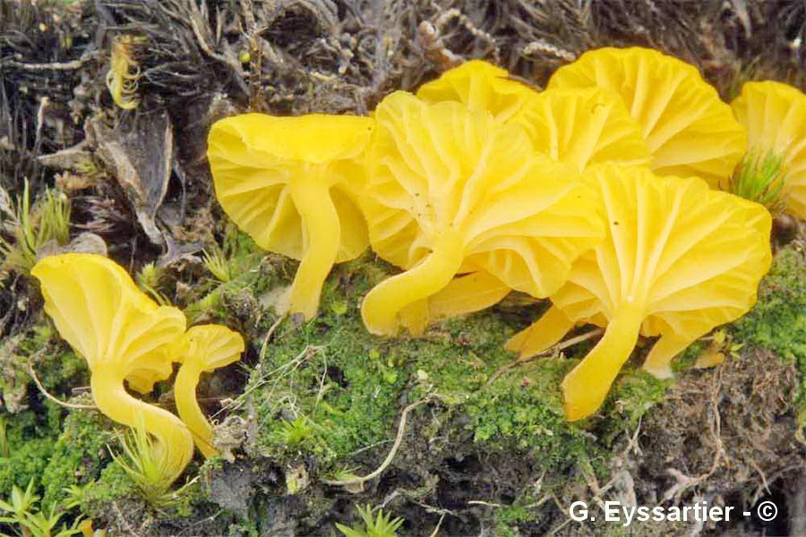 Lichenomphalia alpina