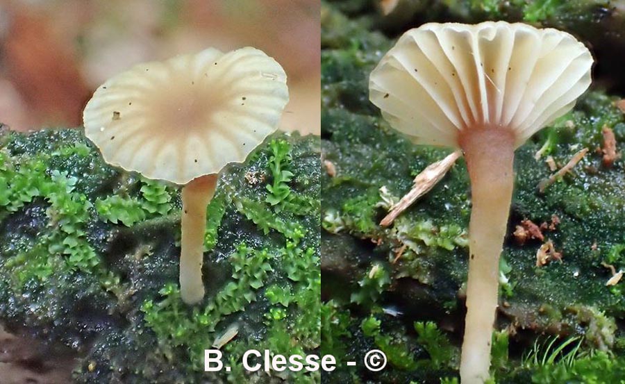 Lichenomphalia umbellifera