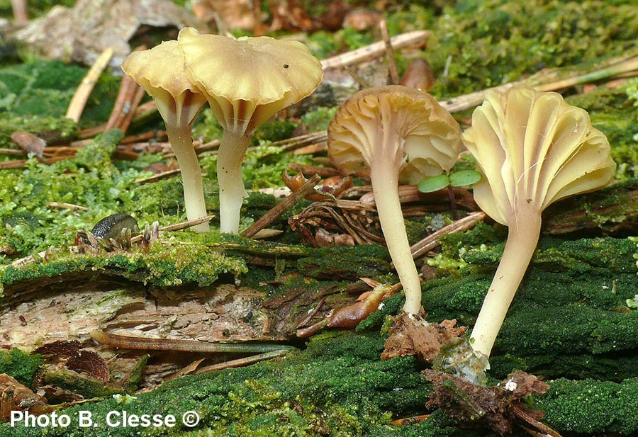 Lichenomphalia umbellifera